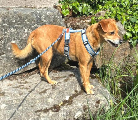 Ein brauner Hund mit Geschirr steht auf einem Felsen neben Gras.